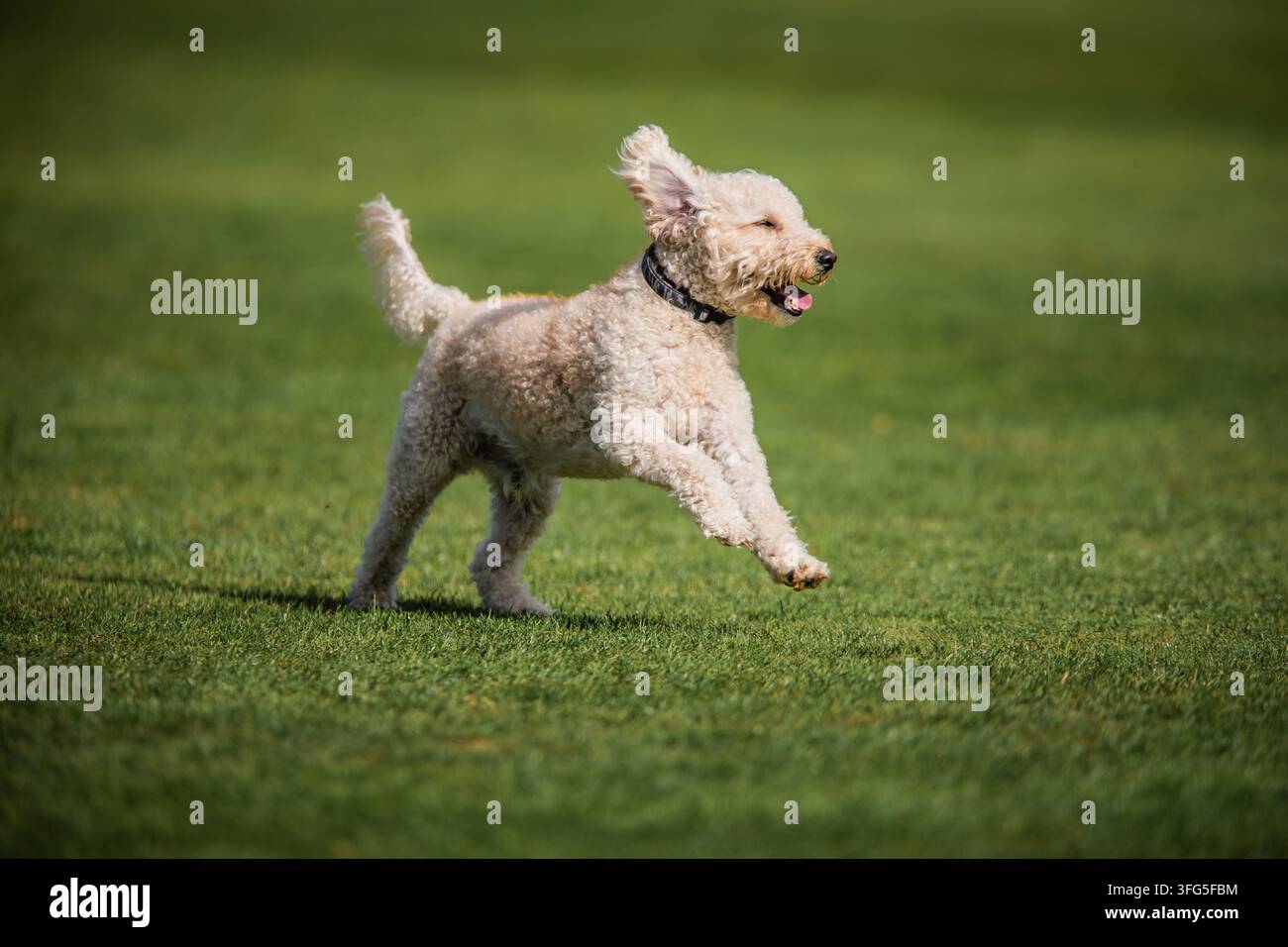 Cockapoo bianco che gioca e verde su uno sfondo verde Foto Stock