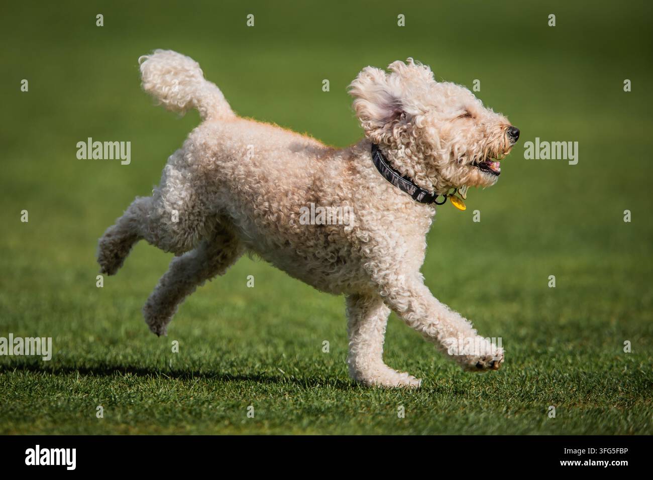 Cockapoo marrone che gioca a palla e verde con uno sfondo verde Foto Stock