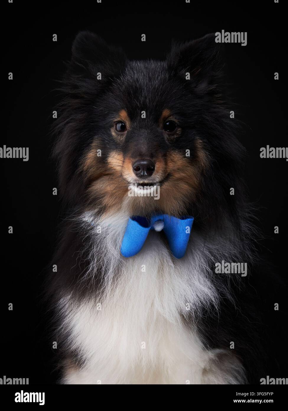 Un Shetland Sheepdog indossa un papillon blu in un ritratto in studio scuro. Uno stile elegante e uno sguardo espressivo creano un'atmosfera alla moda. Foto Stock