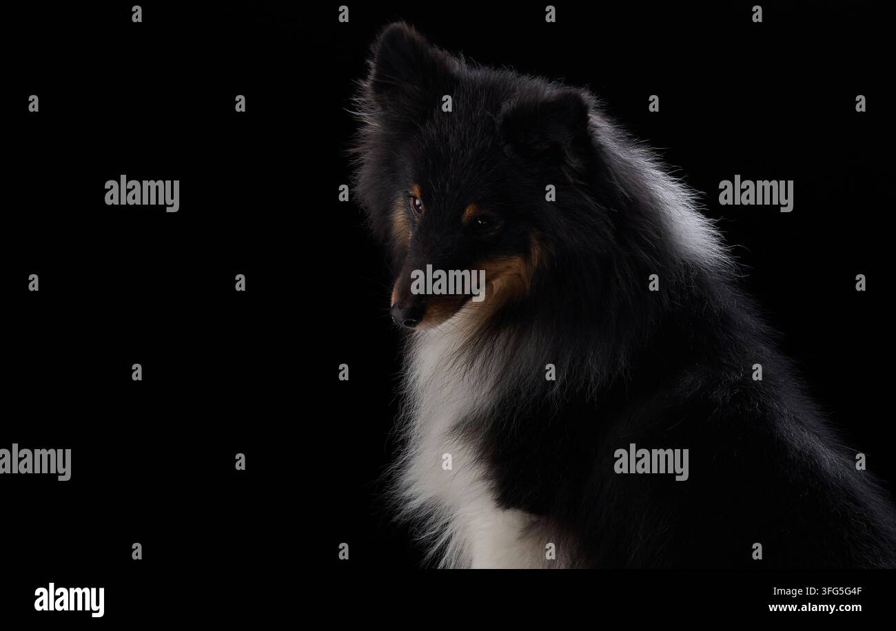 Un Shetland Sheepdog si allontana in un ritratto artistico in studio scuro. Una composizione minimale crea un'atmosfera calma ed elegante. Foto Stock