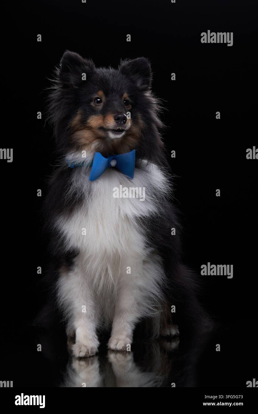 Un Shetland Sheepdog è seduto in posizione eretta con un papillon blu in studio. La posa equilibrata e il volto espressivo creano un ritratto elegante. Foto Stock