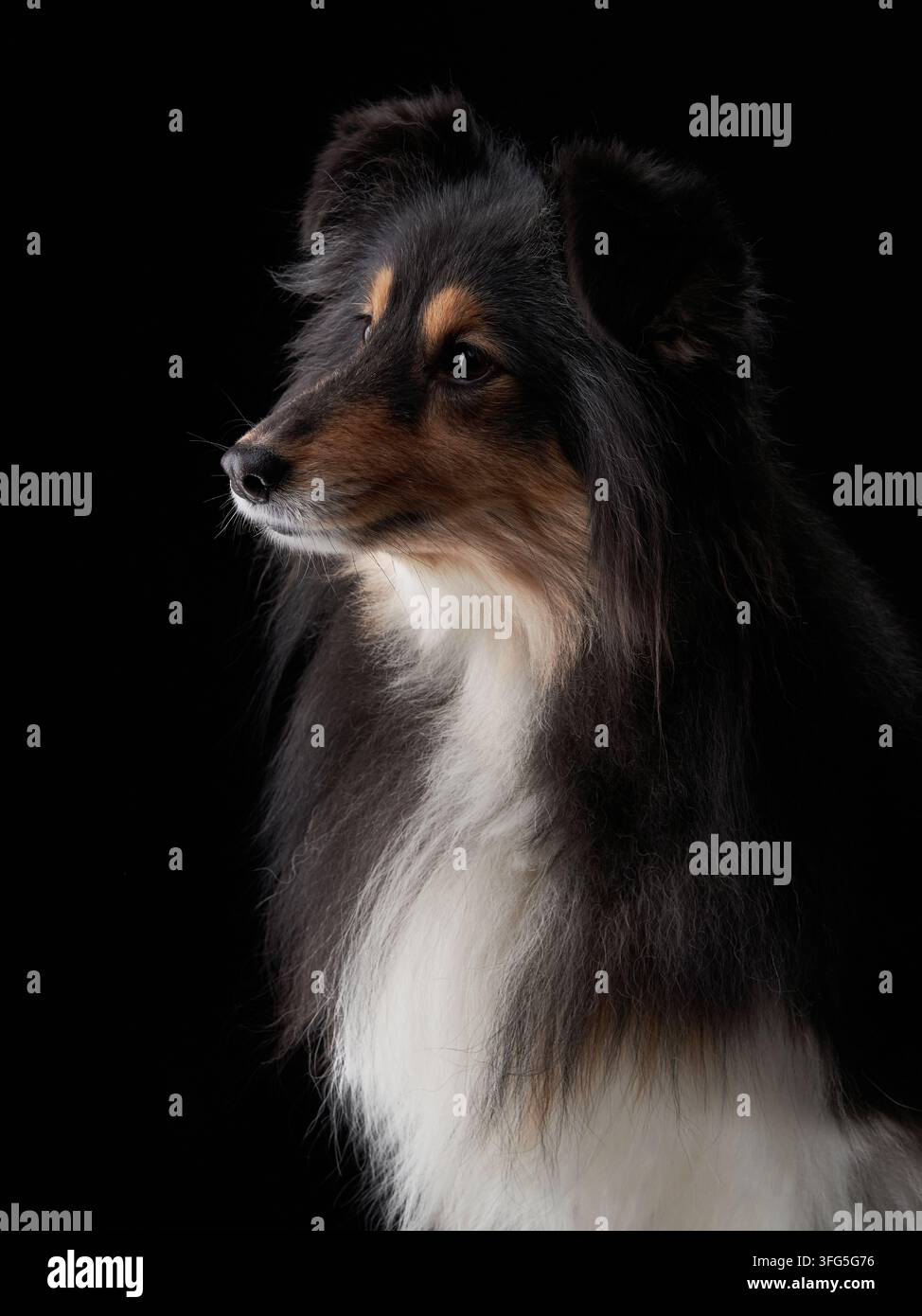 Un Shetland Sheepdog si gira leggermente in un drammatico ritratto indoor. Riflessi morbidi evidenziano la trama del pelo e lo sguardo attento. Foto Stock