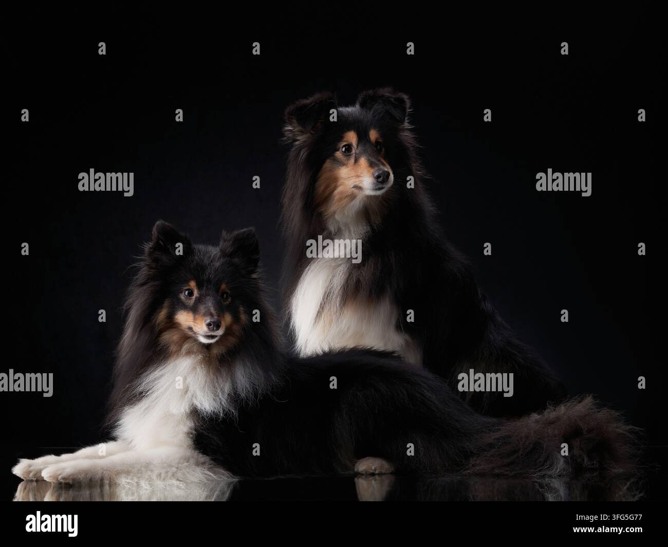 Due Shetland Sheepdog sono seduti vicini in una luce drammatica. La composizione pulita enfatizza l'aspetto elegante e la connessione emotiva. Foto Stock