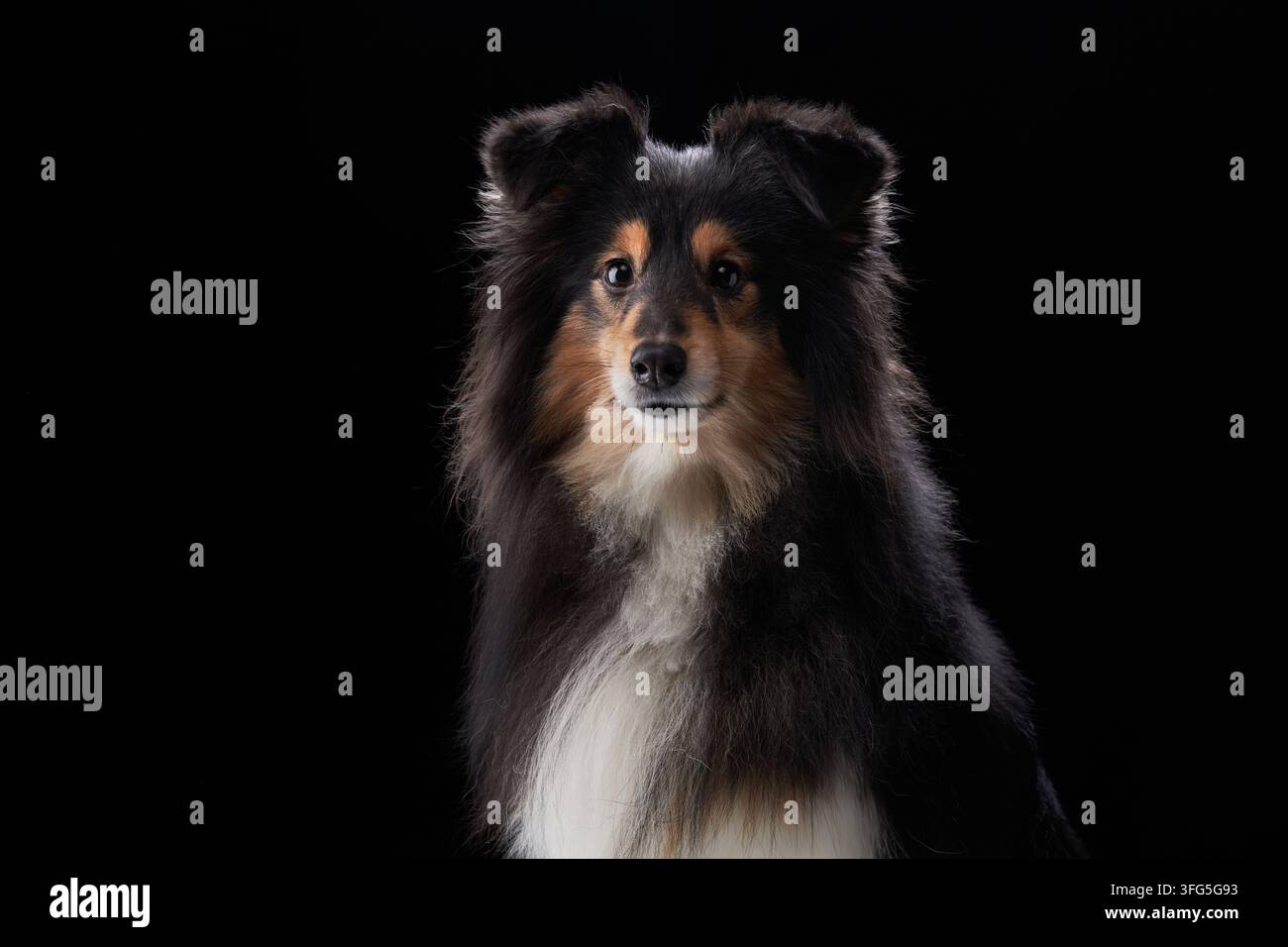 Un Shetland Sheepdog guarda direttamente la fotocamera in una luce scura da studio. Ombre morbide ed espressione attenta creano un'atmosfera elegante. Foto Stock