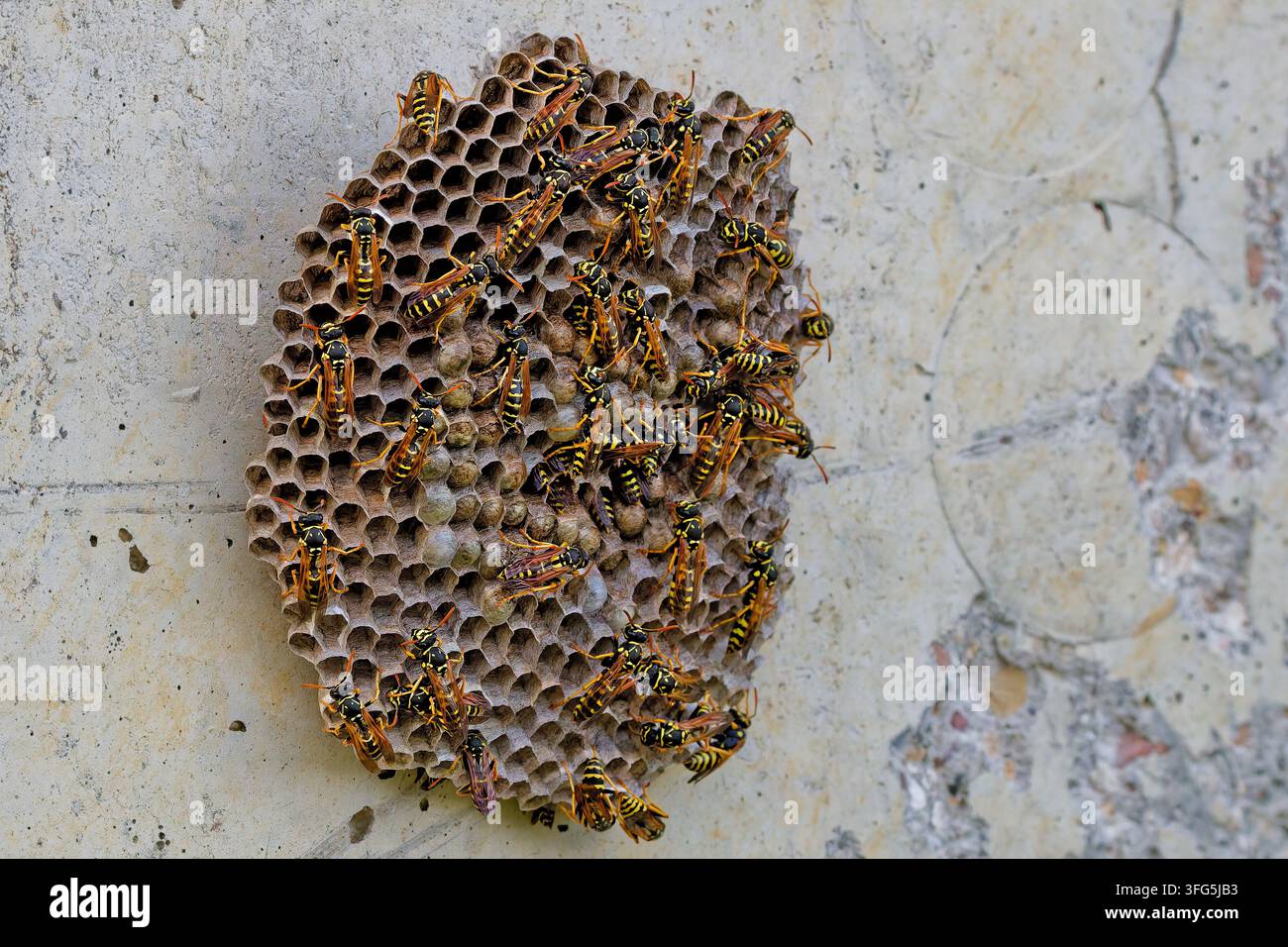 Colonia di vespe di carta (Vespidae) su un nido esagonale aperto attaccato alla parete esterna di un edificio Foto Stock