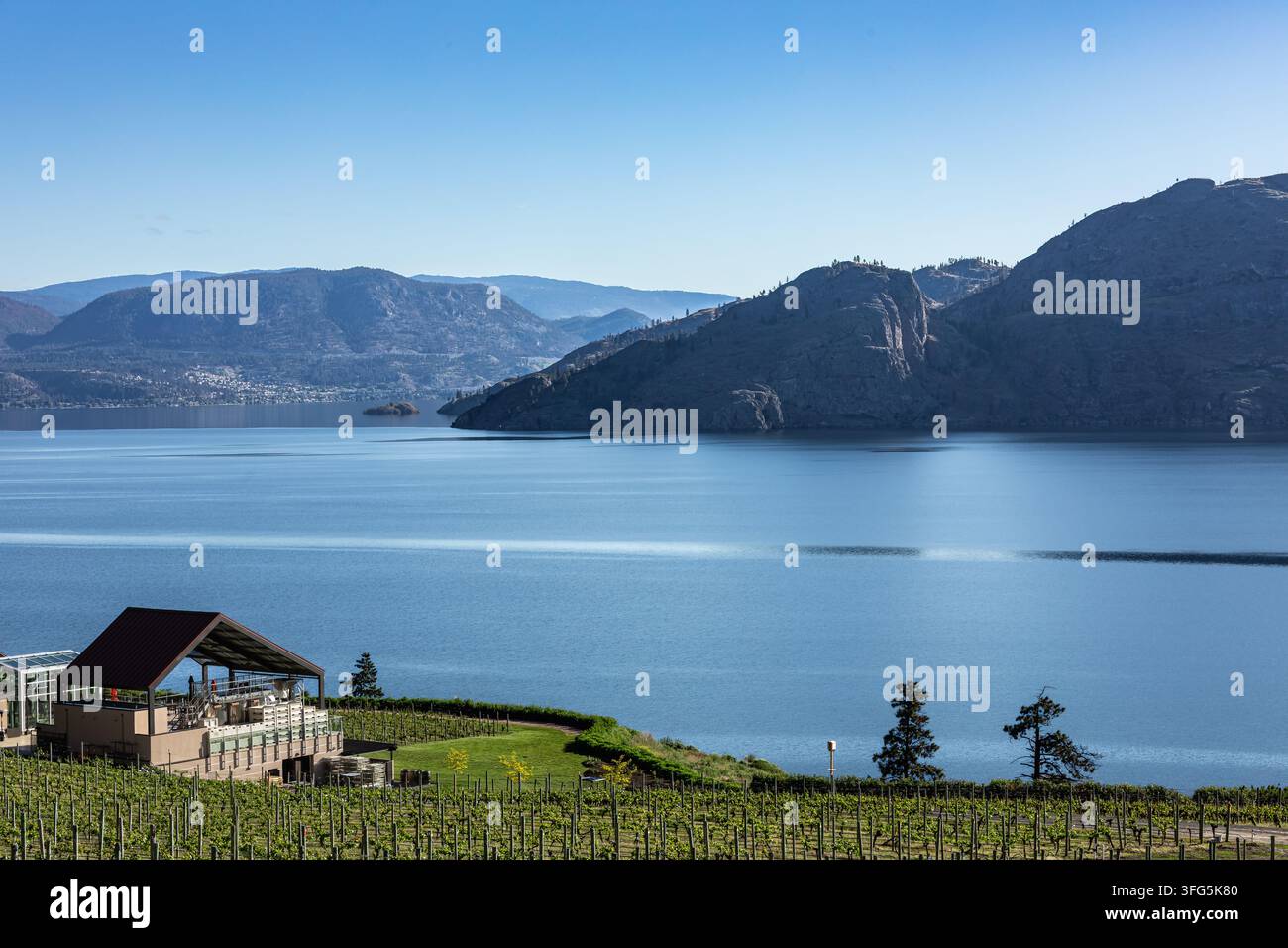 Summer Vineyards con fattoria al lago Okanagan sud vicino a Penticton, British Columbia, Canada. Foto di viaggio, nessuno Foto Stock