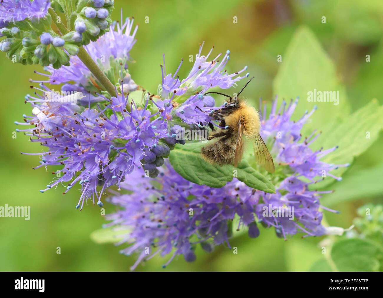 Ape cardare comune, Bombus pascuorum, che si nutre di fiori di Caryopteris. Foto Stock