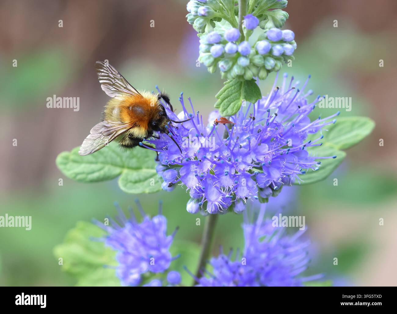 Ape cardare comune, Bombus pascuorum, che si nutre di fiori di Caryopteris. Foto Stock
