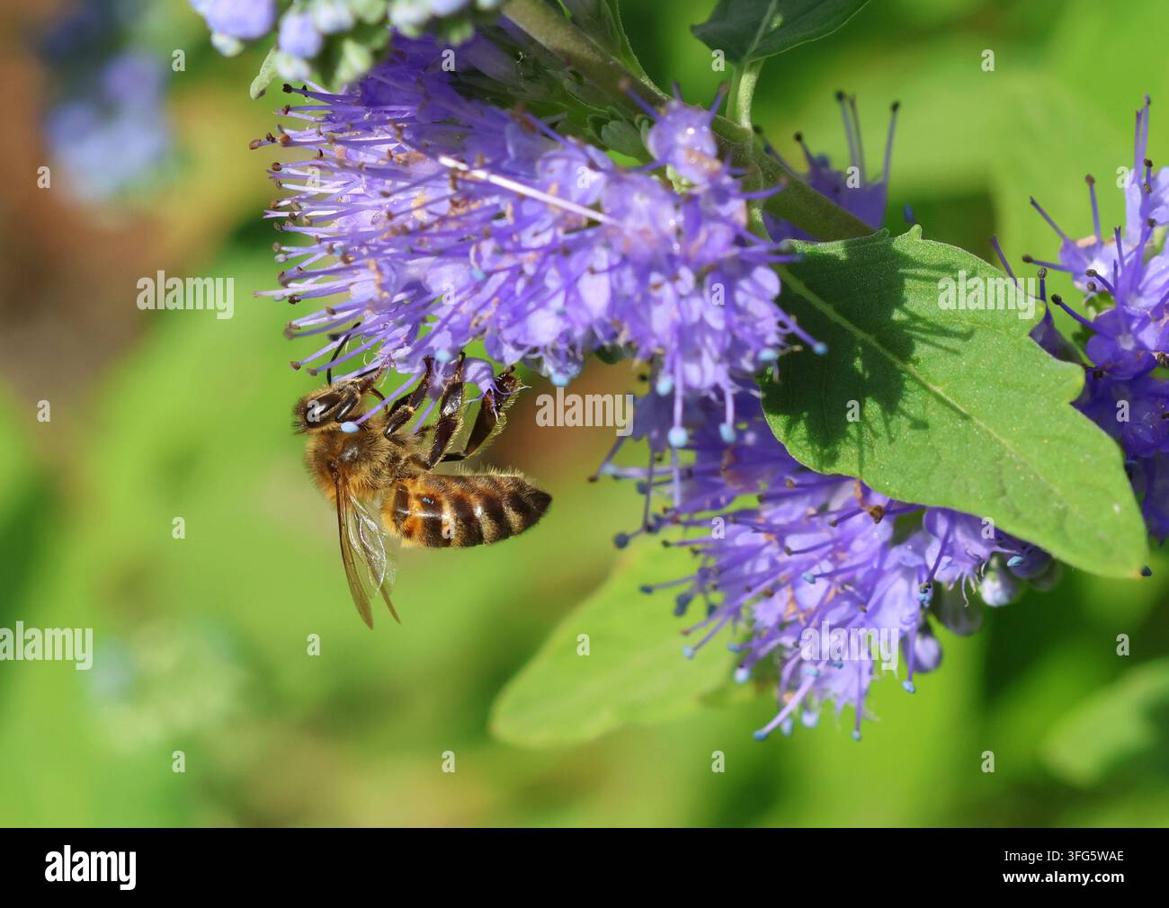 Un primo piano di un'ape mellifera, Apis mellifera, che si nutre sui fiori di Caryopteris. Foto Stock