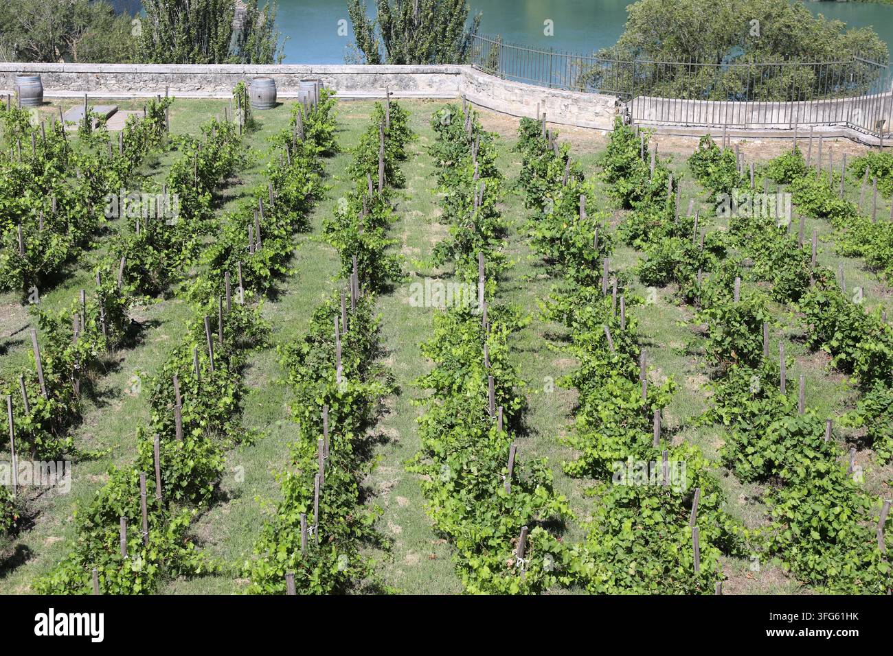 Vigneti che si affacciano sul Rodano ad Avignone, Francia Foto Stock