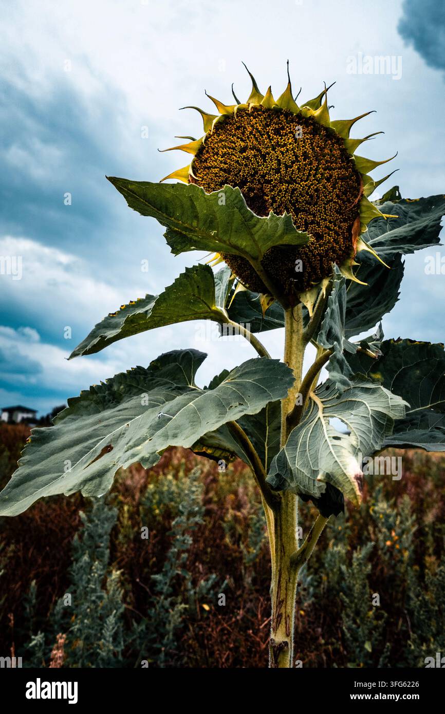 Testa matura di seme di girasole e foglie verdi in un campo sotto un cielo nuvoloso di tarda estate, che mostra un raccolto in avvicinamento alla mietitura Foto Stock