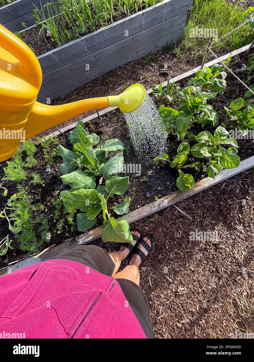 Vista in prima persona di una persona che irriga un letto da giardino con un annaffiatoio, giardinaggio domestico e coltivazione Foto Stock