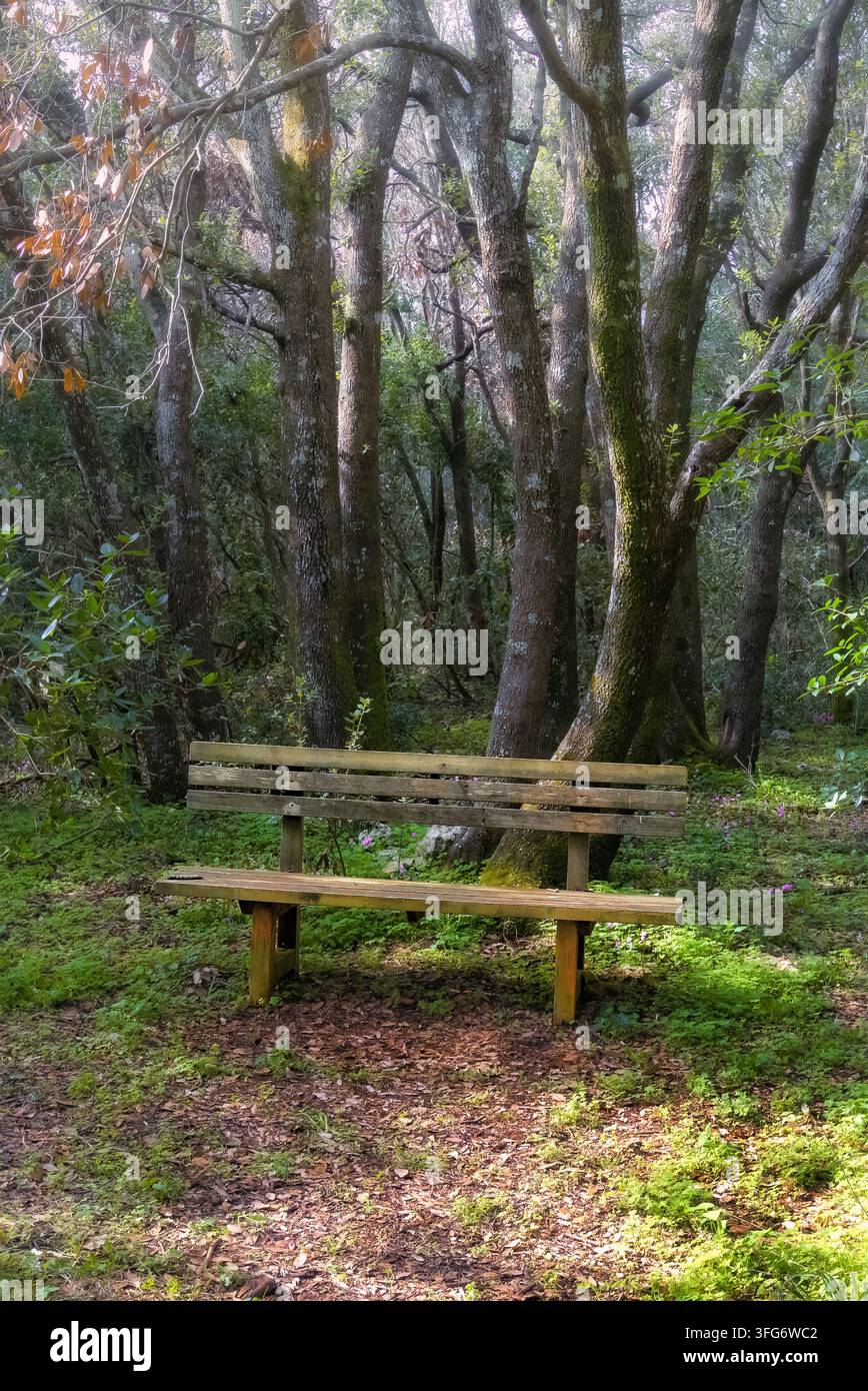 Panca di legno in una foresta incantata da fiaba con una morbida luce mistica in Puglia, nell'Italia meridionale. Foto Stock