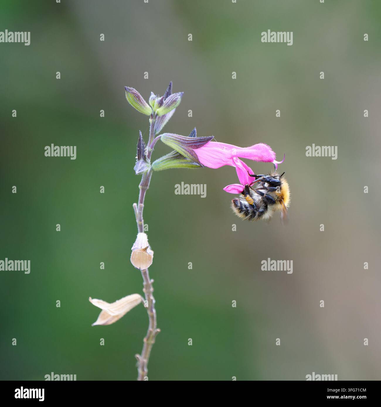Ape cardare comune – Bombus pascuorum in visita alla salvia nano – Salvia microphylla Foto Stock