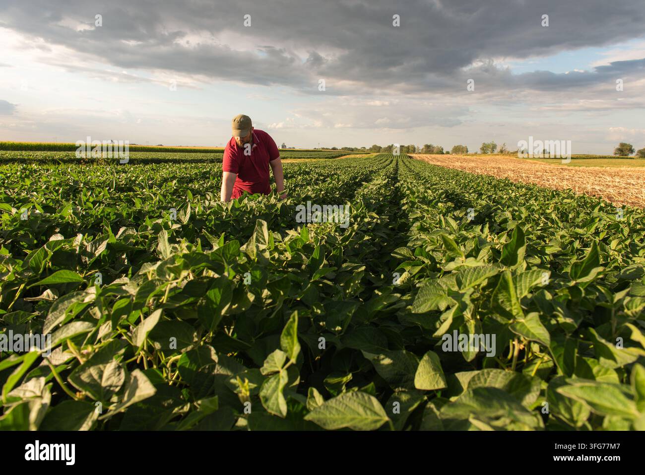Giovane agricoltore che controlla la crescita del raccolto di soia nel campo agricolo durante le ore dorate del tramonto, con trattore sullo sfondo. Agricoltura moderna, agricoltura an Foto Stock