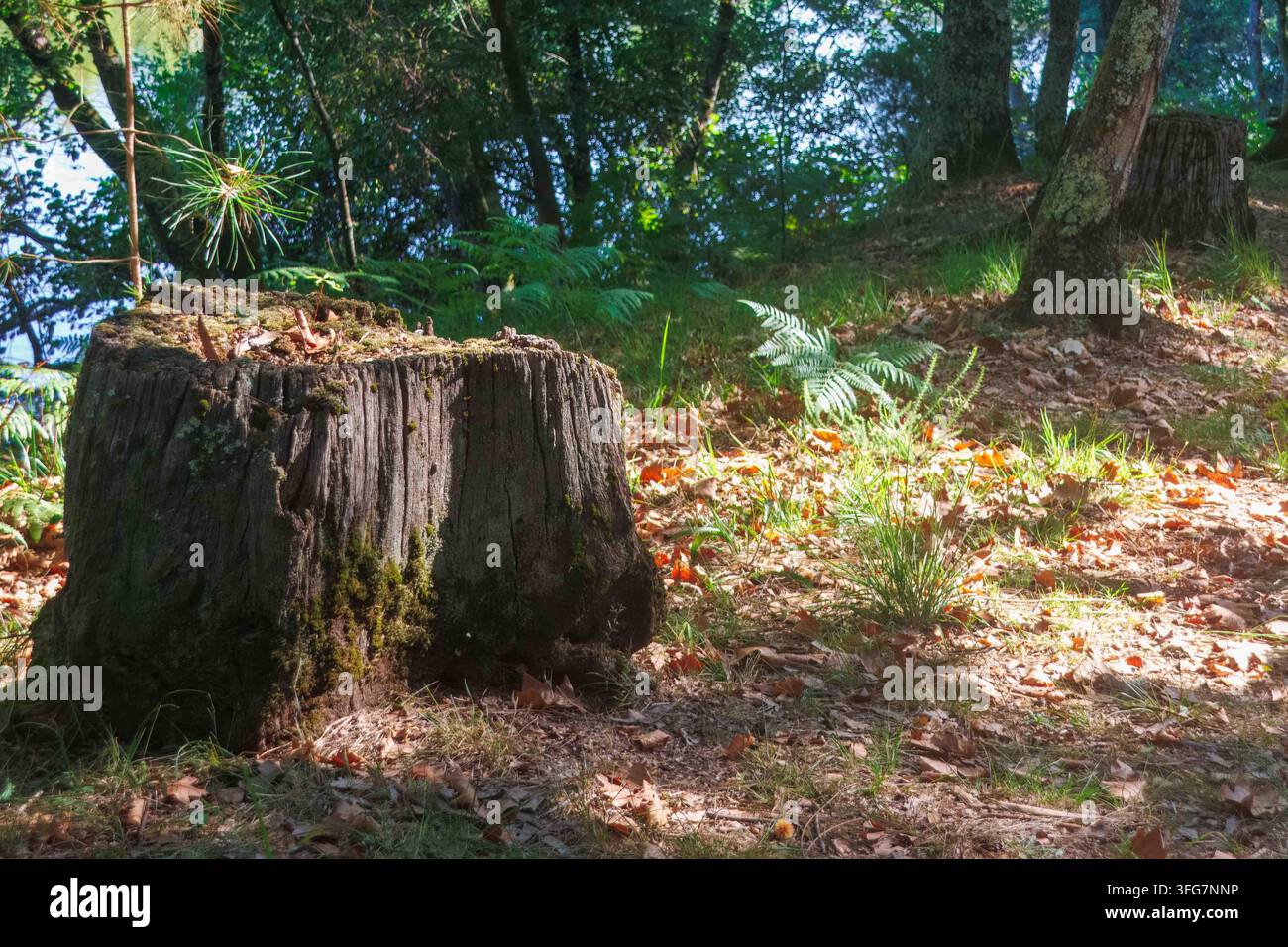 Un sentiero sterrato soleggiato in una foresta verde con vecchie ceppi d'albero, foglie secche d'autunno, una recinzione protettiva in corda e una vista sull'acqua attraverso gli alberi. Foto Stock
