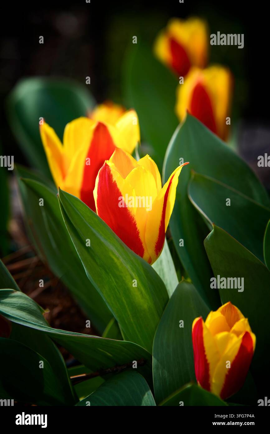 Tulipa rossa e gialla vibrante, Tulipa Fire Wings, durante la primavera. Foto Stock
