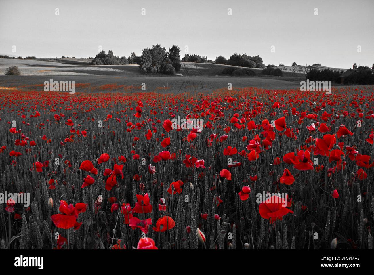 Papaveri rossi in fiore in un campo in bianco e nero selettivo Foto Stock