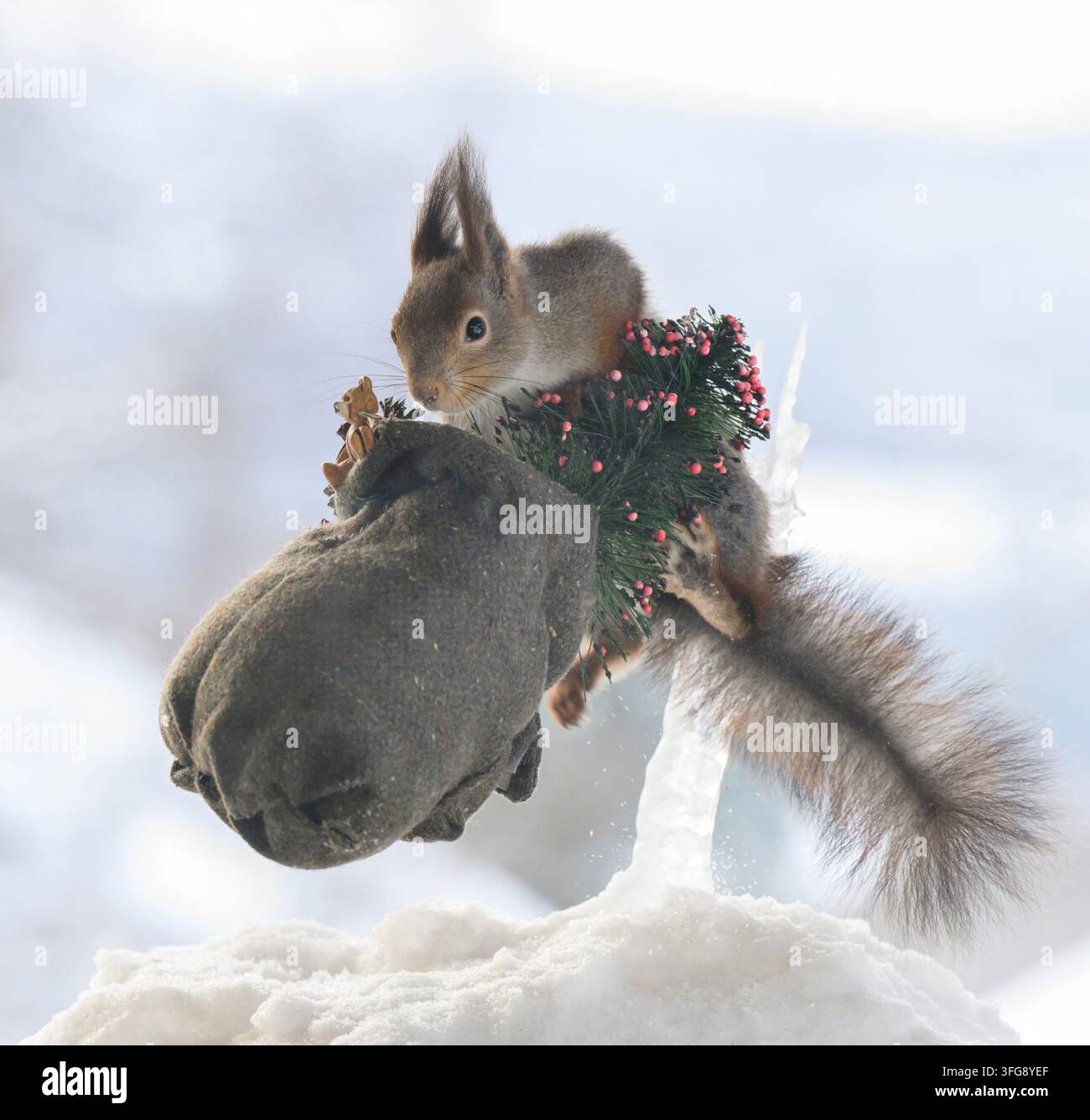 Scoiattolo rosso, sciurus vulgaris, scoiattolo rosso eurasiatico, Svezia, scoiattolo rosso che salta con una borsa natalizia nella neve Foto Stock