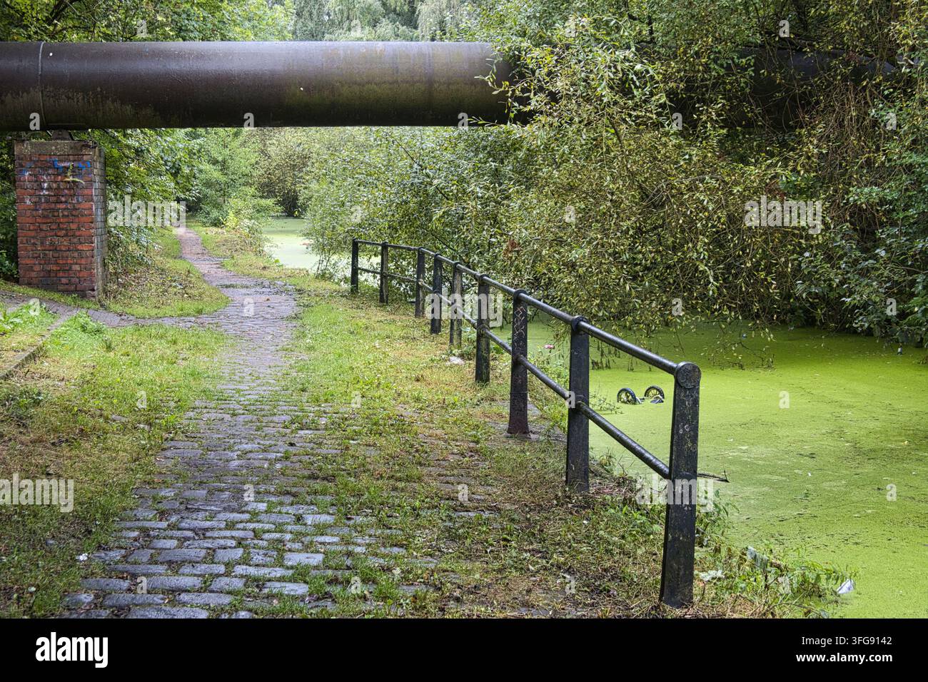 Un grande tubo industriale corre parallelo a un sentiero lastricato e a una sezione del canale Radcliffe intasata da lenticchie d'acqua nel Greater Manchester, Regno Unito. Foto Stock