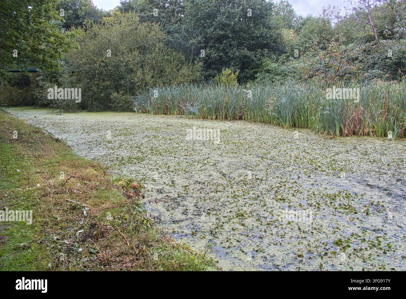 Acqua stagnante completamente ricoperta di lenticchie d'acqua verdi e piante acquatiche lungo lo scenografico canale di Radcliffe nel Greater Manchester, UK. Foto Stock