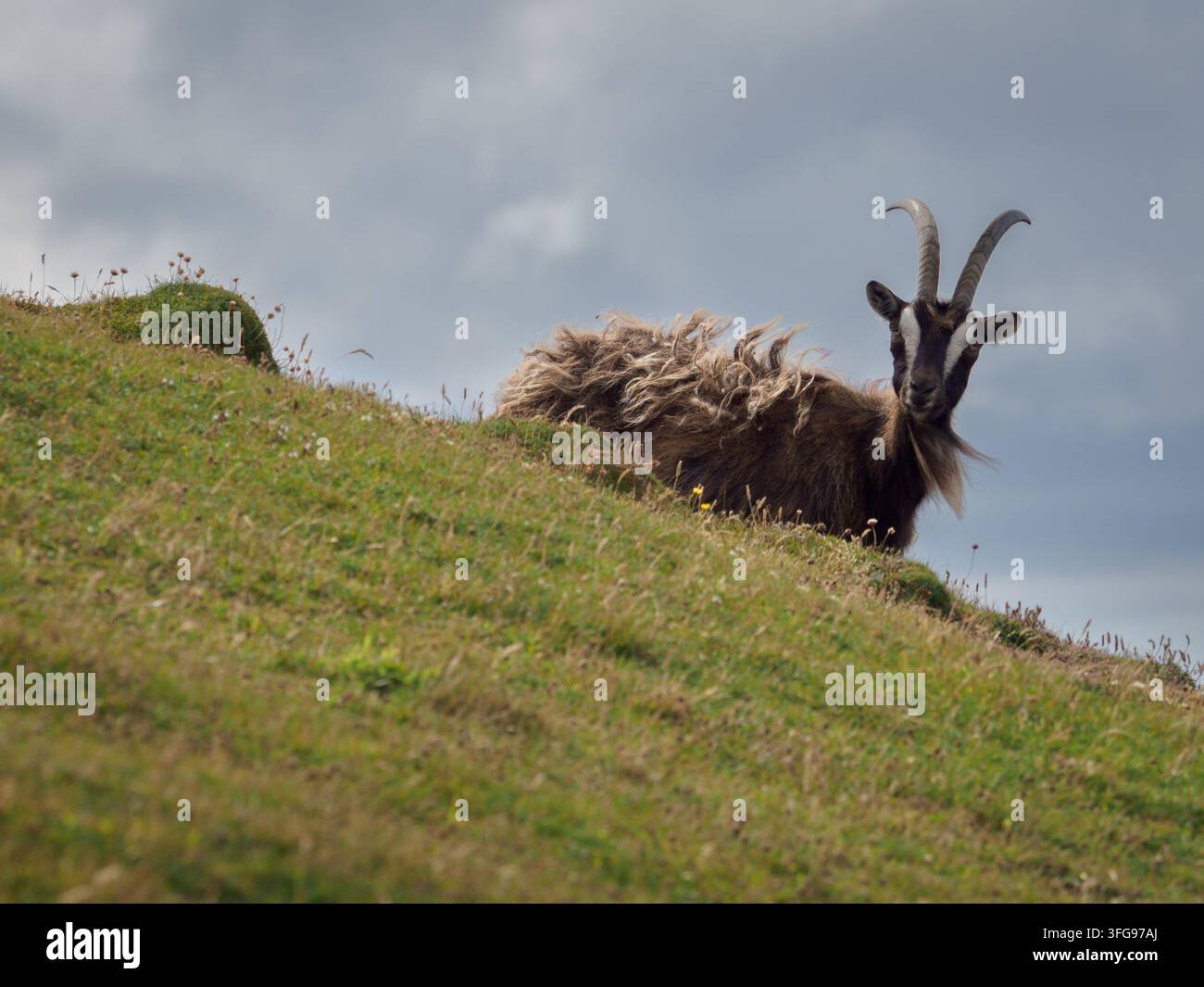 Capra selvatica scozzese che pascola la linea costiera nell'area del faro di Carraig Fhada sull'isola di Islay a giugno. Giornata nuvolosa e coperta. Foto Stock