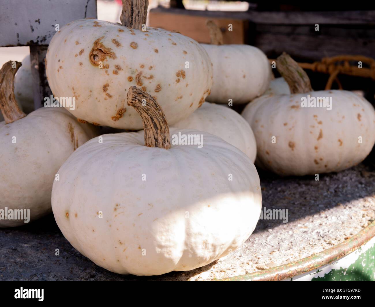 Collezione di zucche fantasma bianche e crema disposte su una presentazione in legno rustico in un mercato agricolo Foto Stock