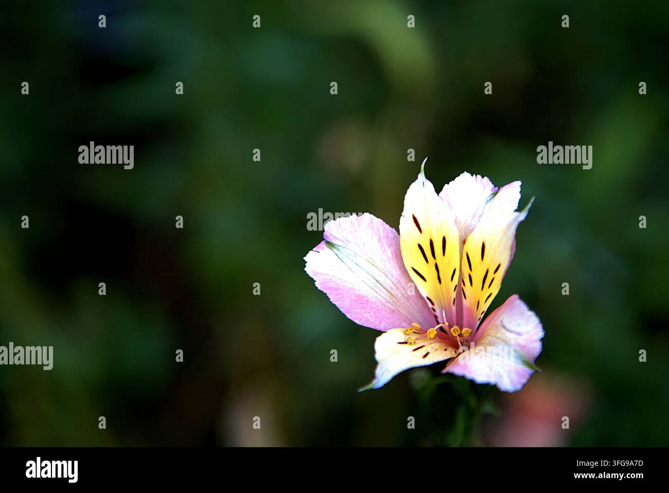 Macro close-up di un fiore di Alstroemeria (Giglio del Perù) in fiore con petali rosa morbido e centro striato giallo su uno sfondo sfocato verde scuro. Foto Stock