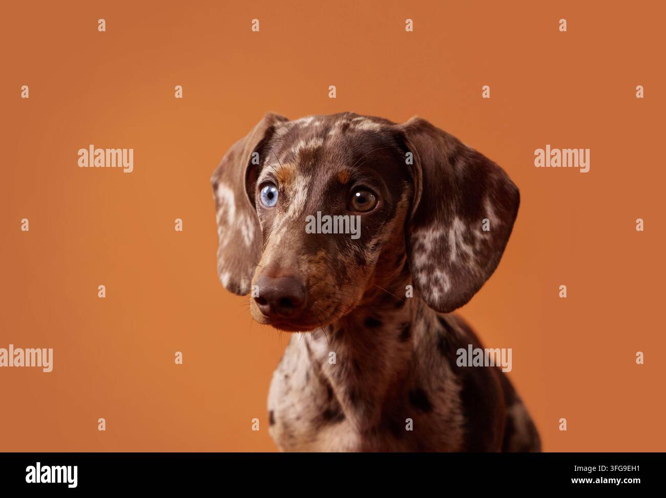 Cucciolo di bassotto in miniatura merle che guarda direttamente lo spettatore su uno sfondo arancione. Lo stile minimal dello studio è ideale per la pubblicità e il branding Foto Stock