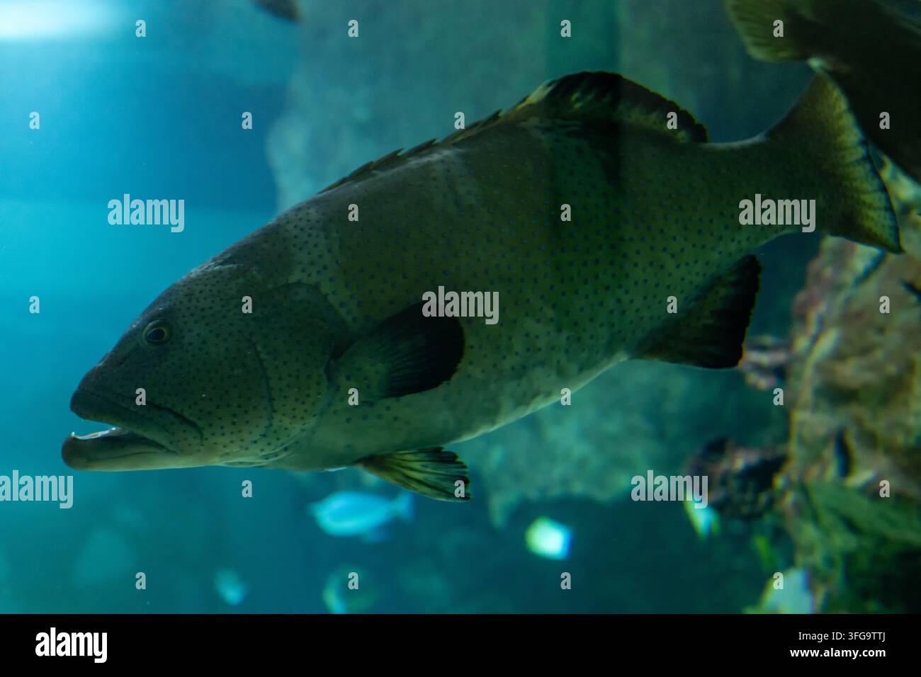 Un grosso serrano maculato nuota nell'acqua blu di un acquario. Foto Stock