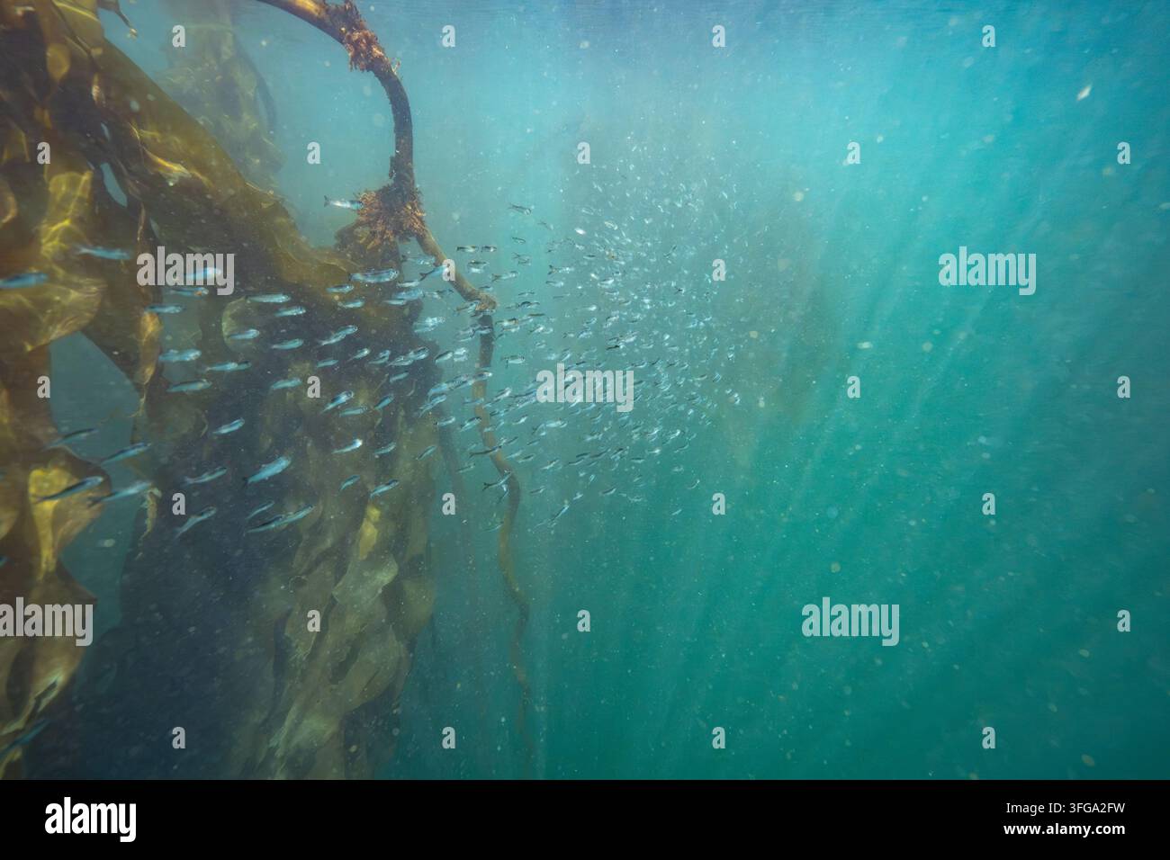Uno sciame denso di aringhe del Pacifico (Clupea pallasii) nuota attraverso gli stipes torreggianti di una foresta di kelp toro al largo di Port Renfrew, sulla costa sud-occidentale Foto Stock