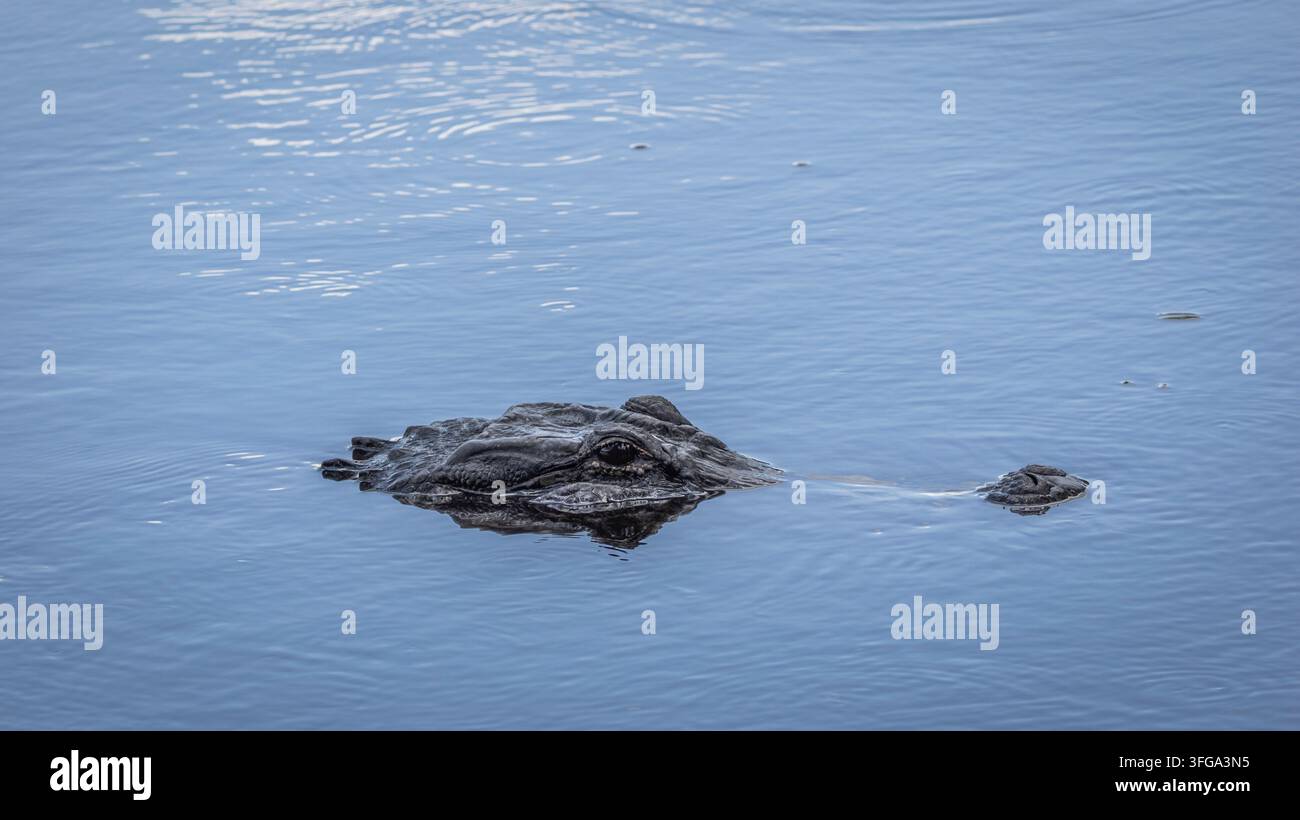 Alligatore nel Myakka River State Park a Sarasota, Florida, USA Foto Stock