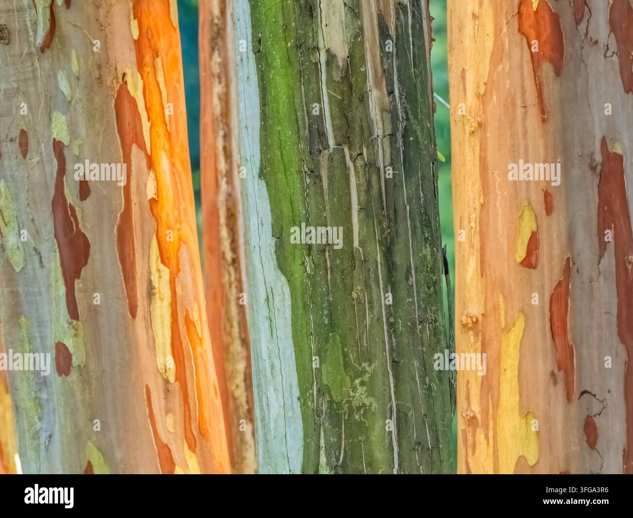 Strisce astratte verticali colorate su un tronco d'albero nella Georgia del Nord, USA Foto Stock