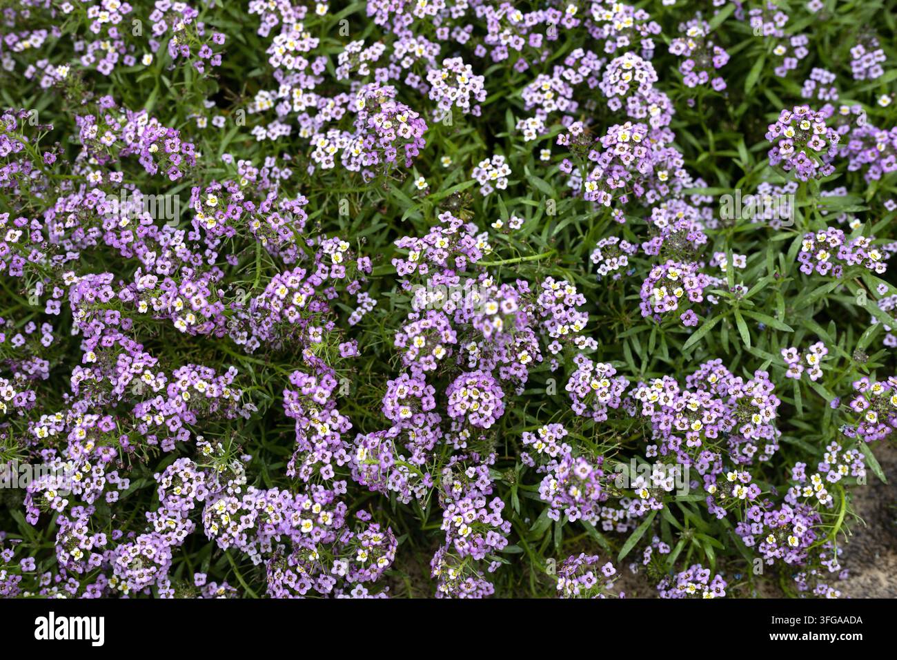 Fiori di lobularia maritima 'Easy Breezy Purple' alisso dolce. Foto Stock
