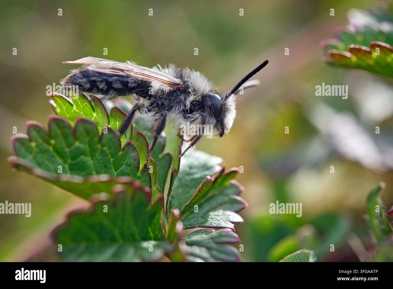 Ape sabbia grigia ( Andrena cineraria ). *** Didascalia locale *** .. Foto Stock