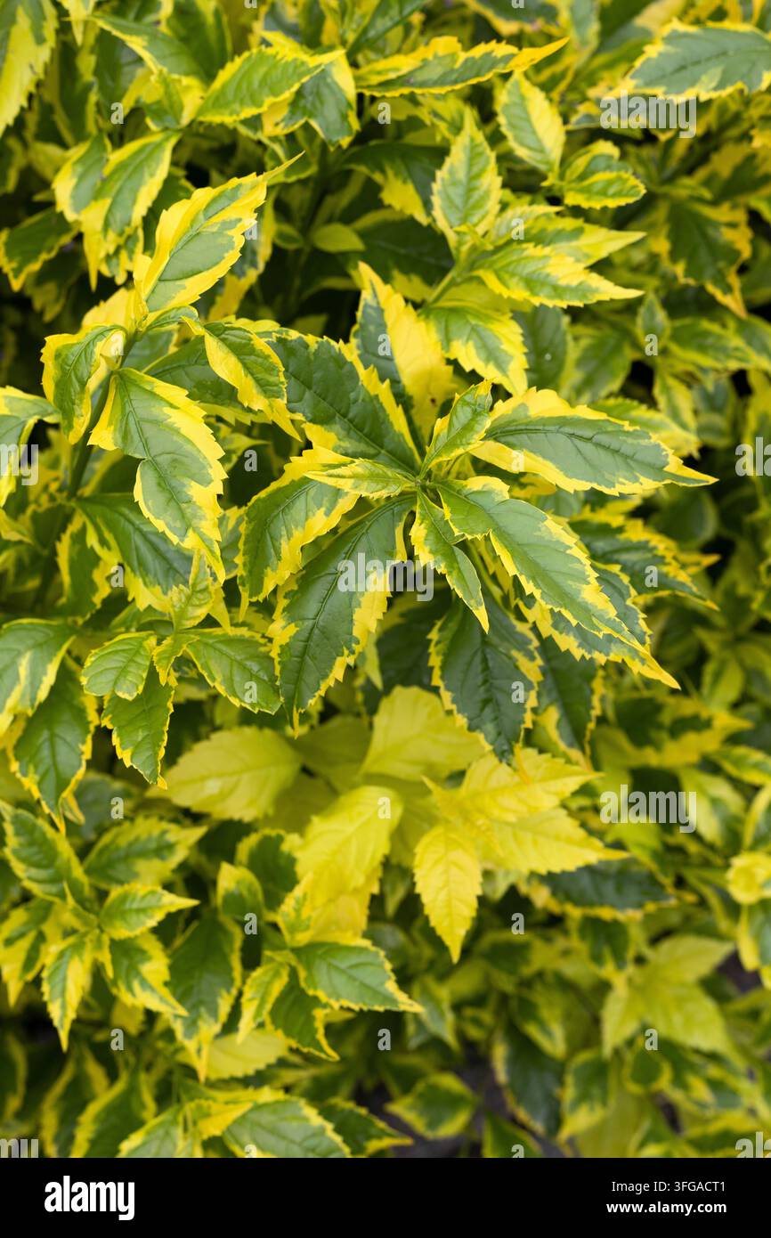 Duranta erecta 'Golden Edge' fiore del cielo a bordo dorato. Foto Stock