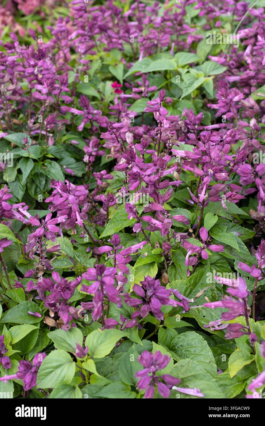 Fiori di Salvia splendens 'Vista Lavender'. Foto Stock