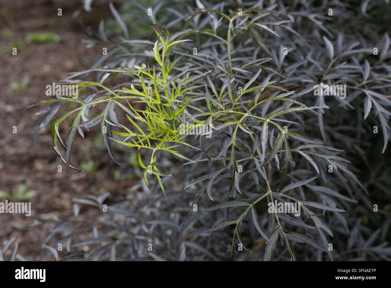 Foglie di Sambucus nigra 'Eva' di sambuco nero a trame nere, primo piano. Foto Stock