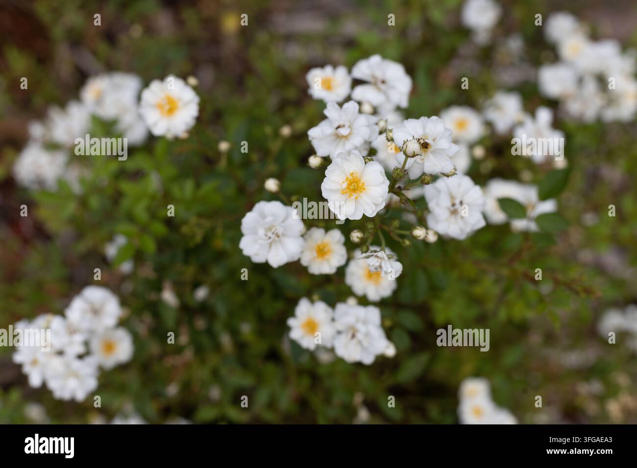 Rose miniature Rosa 'Popcorn'. Foto Stock