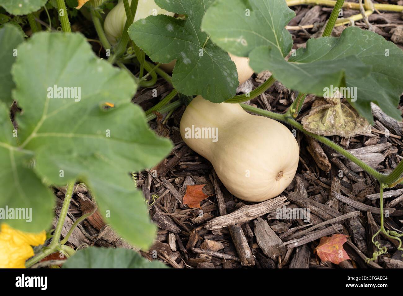 Cucurbita maxima 'Winter Blush' zucca kabocha. Foto Stock