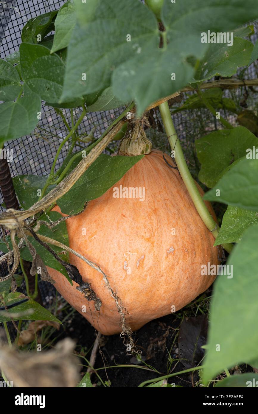 Cucurbita maxima – Zucca invernale Hidatsa sulla vite in un giardino. Foto Stock