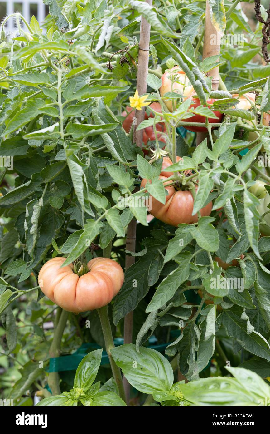 Pomodori rosa Wonderstar sulla vite in un giardino. Foto Stock