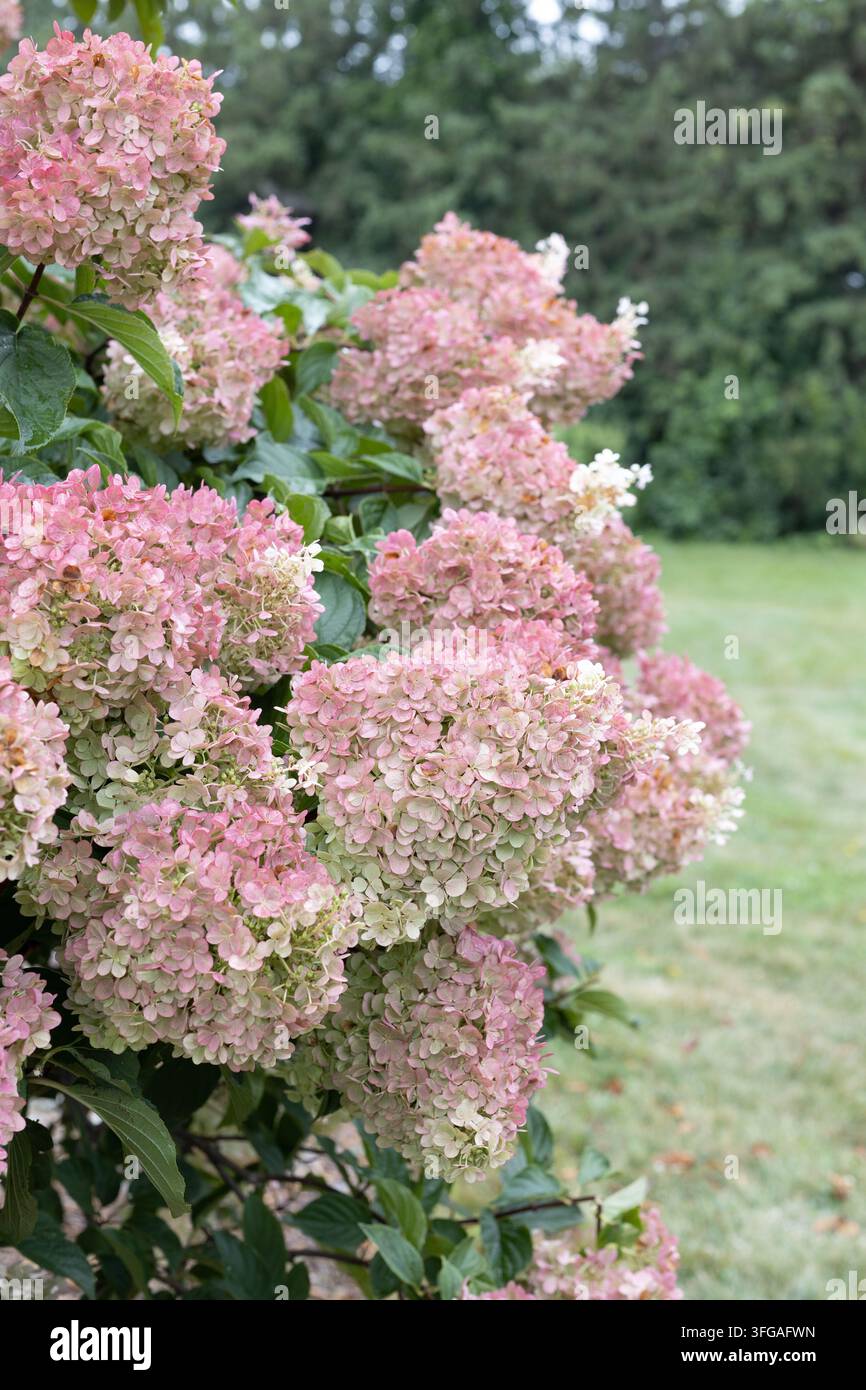 Hydrangea paniculata 'Renhy' - ortensia vaniglia fragola. Foto Stock