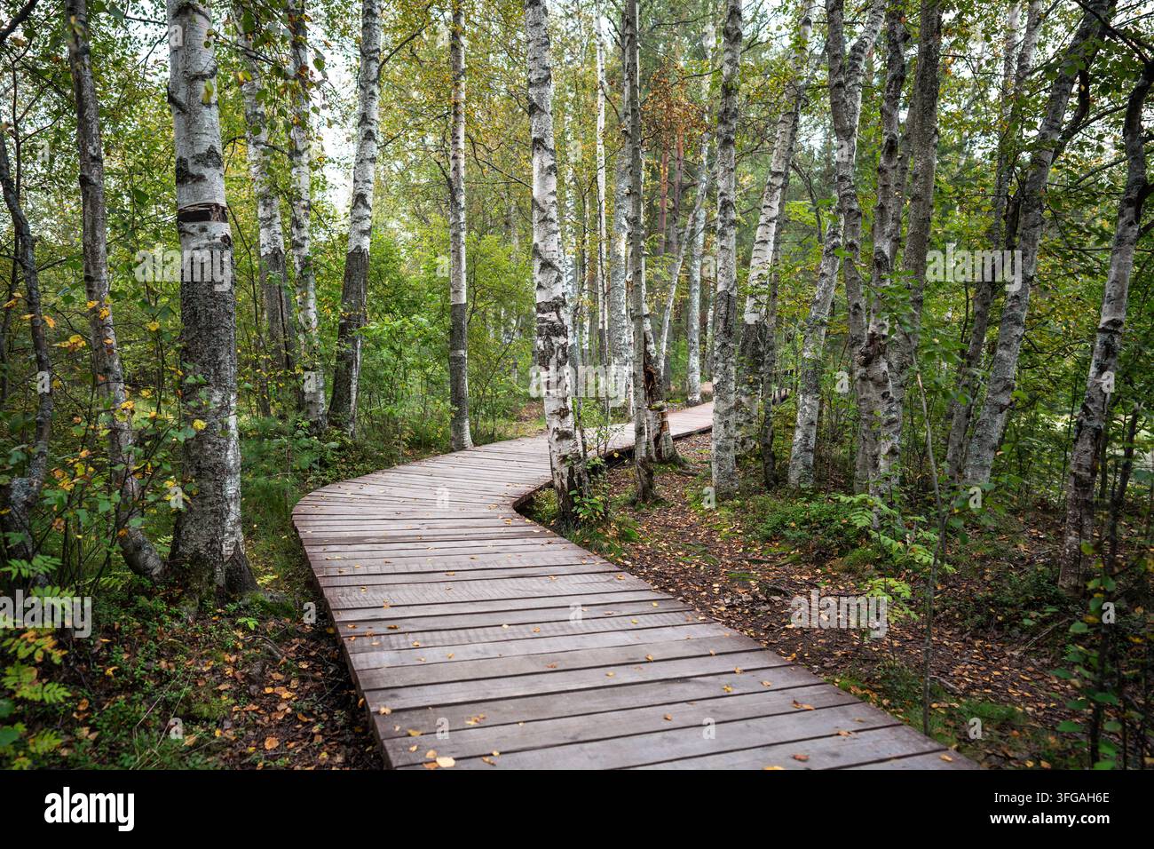 Sentiero ecologico in legno curvo che attraversa una foresta di betulle e pini durante la stagione dell'inizio dell'autunno Foto Stock