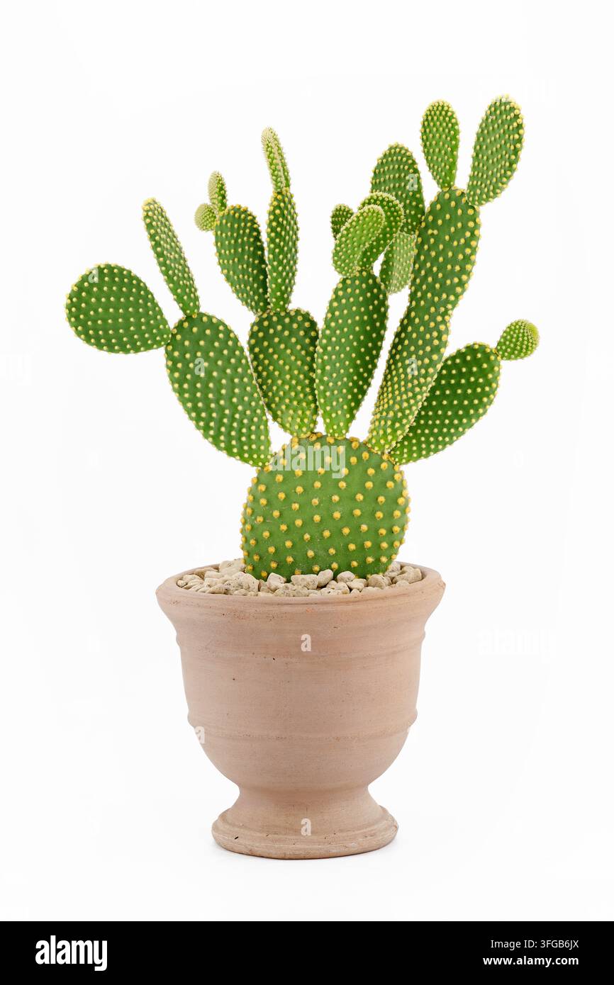 Cacto con orecchie di coniglio Opuntia microdasys in un vaso di terracotta isolato su sfondo bianco Foto Stock