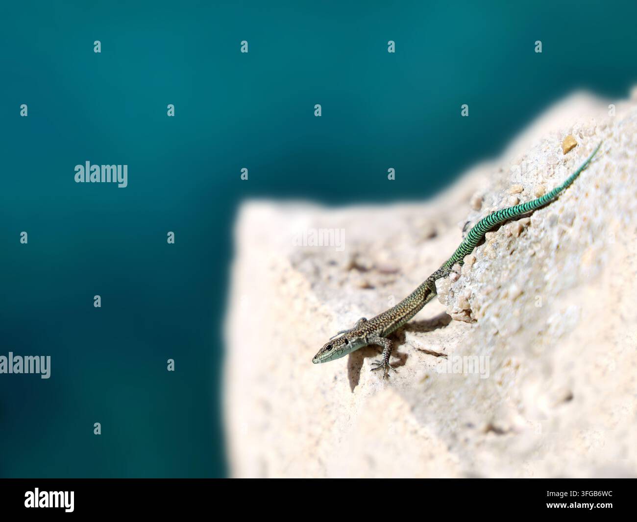 Lucertola Scelarcis perspicillata che riposa su calcare illuminato dal sole sopra il mare turchese a Minorca, Spagna Foto Stock