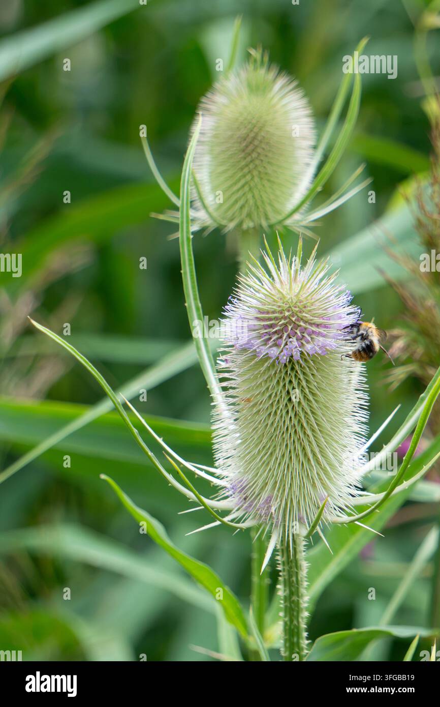 Bombus che raccoglie polline su un fiore di cardo selvatico Foto Stock