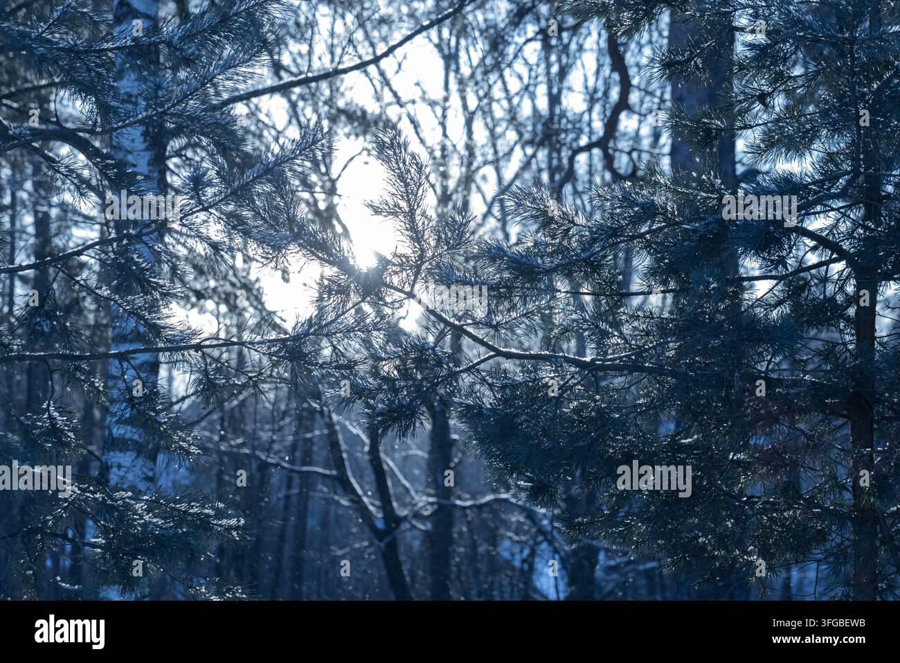 La luce del sole filtra attraverso i rami di pino innevati in una foresta invernale serena, creando toni blu freddi e texture ghiacciate che evocano una quiete pacifica Foto Stock
