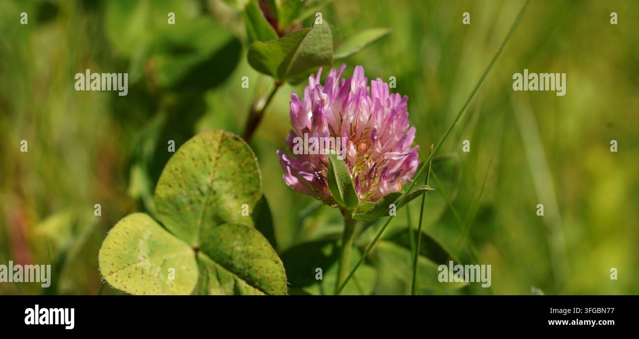Un primo piano macro di trifoglio rosso (Trifolium pratense) che cresce in un prato Foto Stock