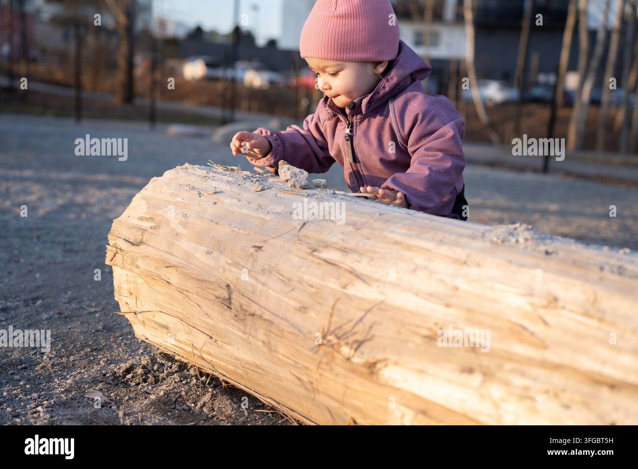 bambino curioso con un berretto rosa e una giacca viola che si sporge su un grosso tronco illuminato dal sole in un parco giochi urbano all'ora dorata, esaminando piccole rocce Foto Stock